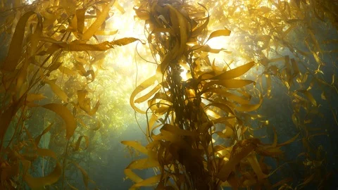 Kelp near the surface with sunlight shining through Stock Footage 99401779