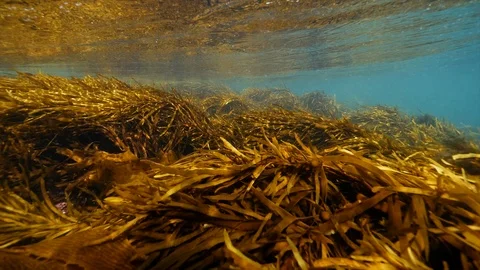 Kelp in the Ocean Seaweed Stock Footage 94978174