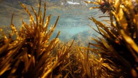Kelp in the Ocean Seaweed Vidéo 94978371
