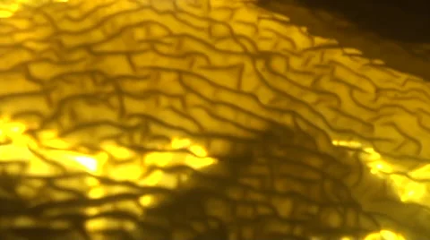 Kelp passing through frame close up slow motion Stock Footage 54294425