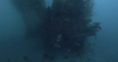 Kelp patch reef upward pan Video stock 273516700