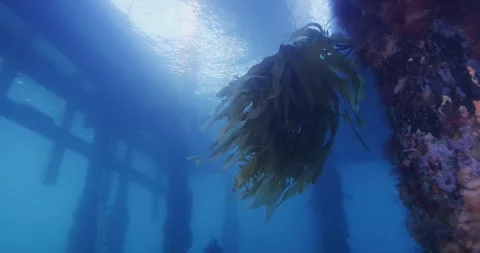 Kelp Plant, Temperate Reef , Under The Pier ClipA014 C005 1024X8 001 Stock Footage 278706830