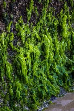 Kelp in the rock closeup 스톡 사진