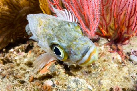 Kelp rockfish Stock Photos