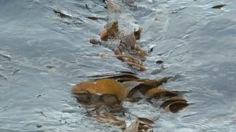 Kelp on sea surface Stock Footage 8611974