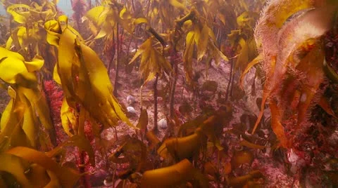 Kelp &amp; sea urchin Stock Footage 12537310