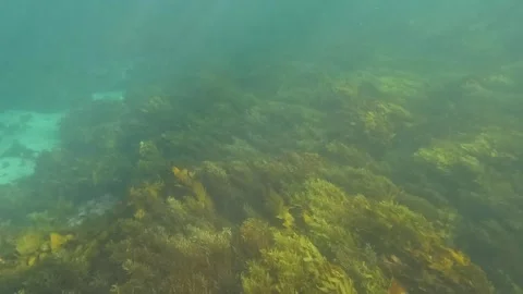 Kelp Seaweed Stock Footage 249363155