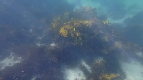Kelp Seaweed Video stock 251645675