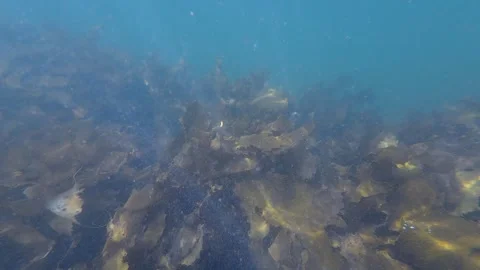 Kelp seaweed Stock Footage 265241042