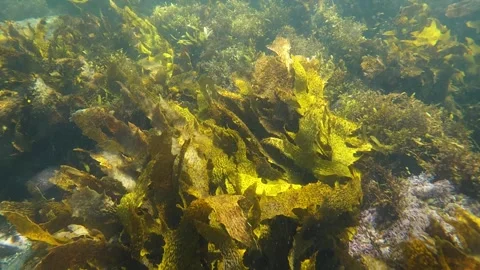 Kelp seaweed Stock Footage 304722761