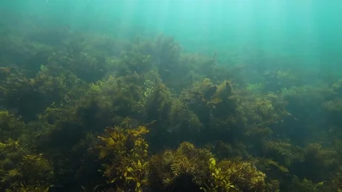 Kelp Seaweed Forest Stock-Footage 320347256