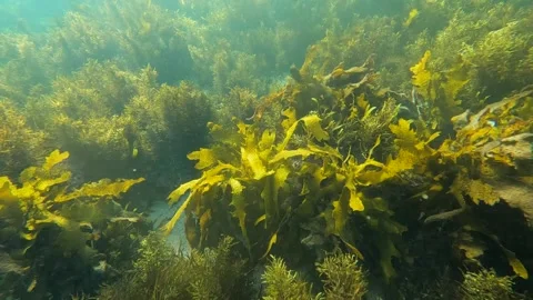 Kelp seaweed reef Stock Footage 246955609
