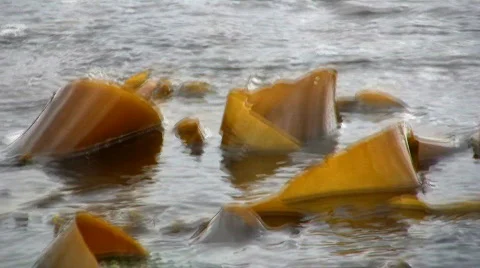 Kelp seaweed rolling in the waves Video stock 83218