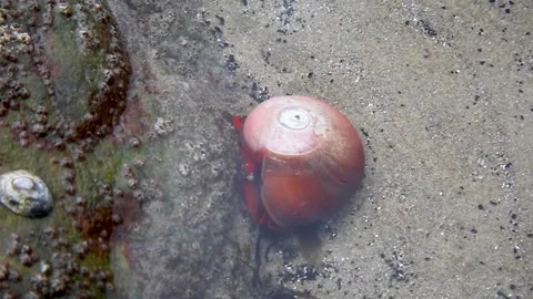 Kelp Snail Stock Footage 153335579