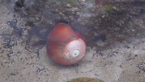 Kelp Snail Stock Footage 196184665