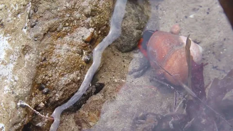 Kelp Snail Stock Footage 196184674