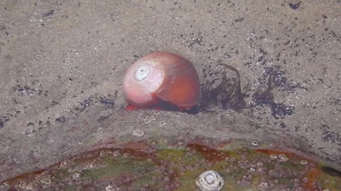 Kelp Snail Stock Footage 196184803