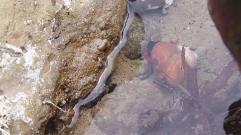 Kelp Snail Stock Footage 196184921