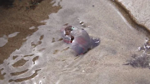 Kelp Snail Stock Footage 196184980