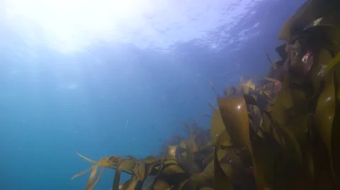 Kelp surface 스톡 동영상 49386975