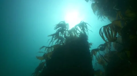 Kelp surface sun Stock Footage 49383168