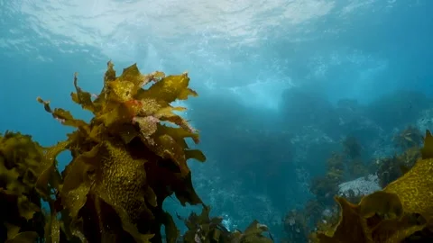 Kelp in the surge Stock Footage 147989473