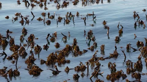 Kelp swaying by the motion of the deep blue ocean 스톡 동영상 339059602