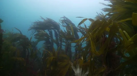 Kelp swaying  in ocean current Stock Footage 56765716