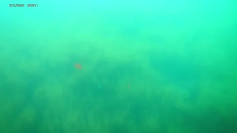 Kelp view from submarine Stock Footage 174345397