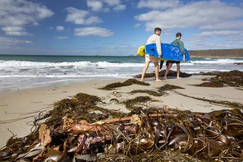 Kelp washed ashore at Whitesand Bay, Sennen, Cornwall, UK, with passing surfe Stock Photos