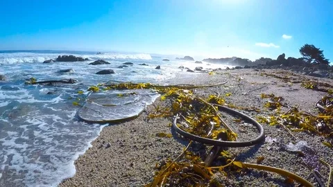 Kelp Washed Up on Beach Stock Footage 97911834