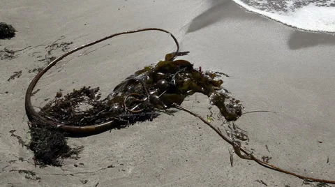 Kelp Washed Up On Beach With Sand Fleas Stock Video Pond5