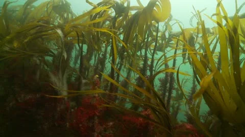Kelp222 Stock Footage 12472136