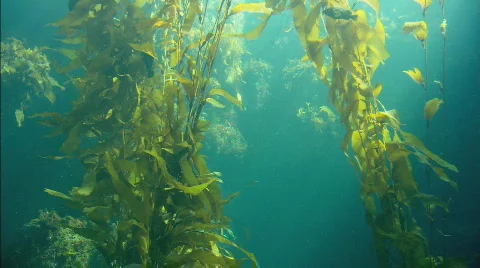 KelpForestMiddle Stockbeeldmateriaal 488310
