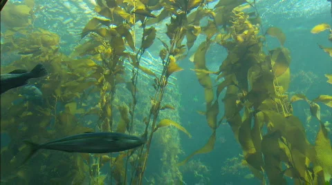 KelpForestTop Stockbeeldmateriaal 488233