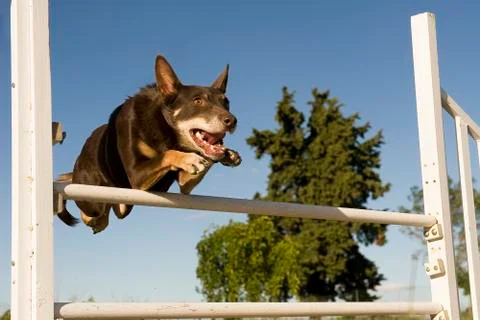 Kelpie in agility Stock Photos
