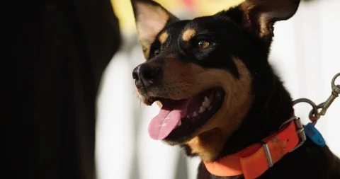 Kelpie dog being sold at the Casterton kelpie auction. Stock Footage 87704733