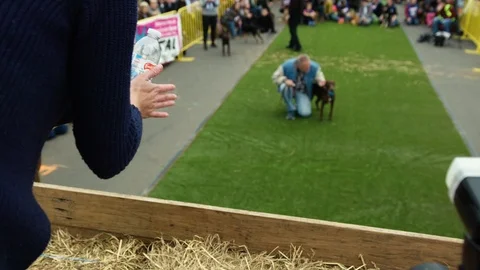 Kelpie dog jumping in the kelpie high jump. Stock Footage 87837649