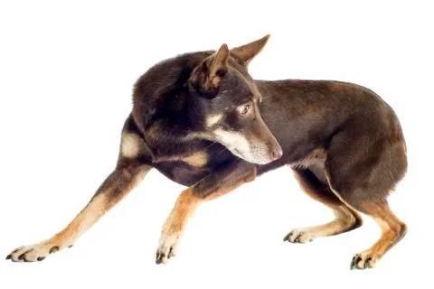 Kelpie Stock Photos