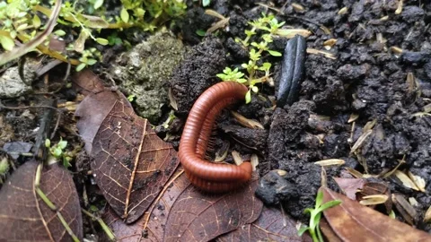 The Keluwing Caterpillar (Trigoniulus corallinus) is on the move Video stock 150605891