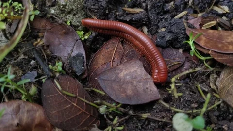 The Keluwing Caterpillar (Trigoniulus corallinus) is on the move Video stock 150606034