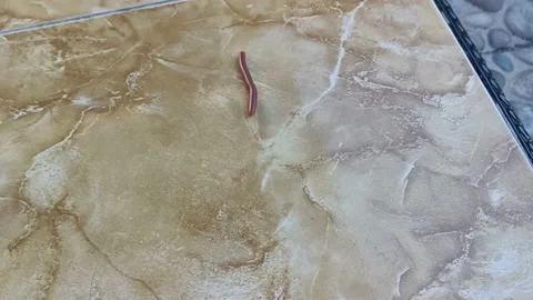 A keluwing crawling on the ceramic floor of the house Stock Footage 229200667