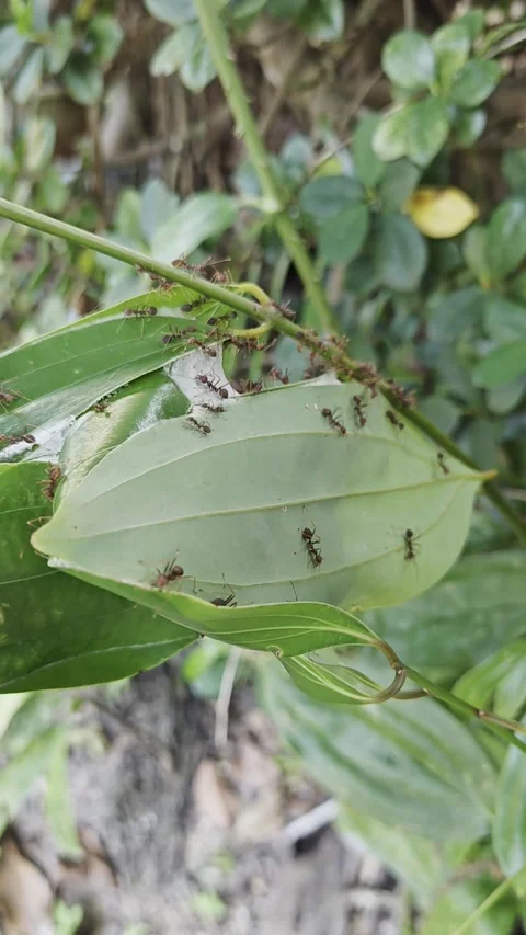 Kemaman 07/21/2025 - Weaver Ants Constructing a Leaf Nest Video stock 313525700