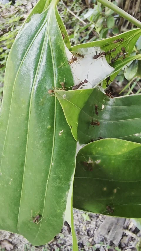 Kemaman 07/21/2025 - Weaver Ants Constructing a Leaf Nest 2 Video stock 313525703