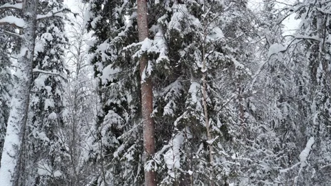 Kemijarvi Forest Stock Footage 142956123
