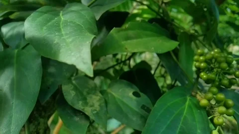 Kemukus Stock Footage 275629124