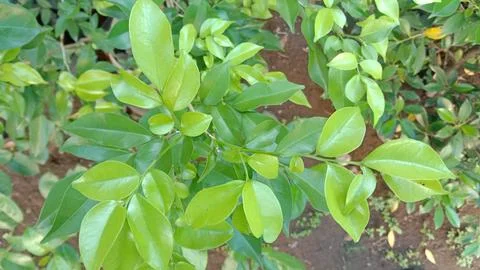 Kemuning tree leaves Stock Photos