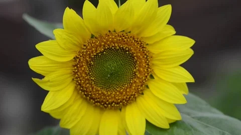 KEN 3089 動画素材 76777440