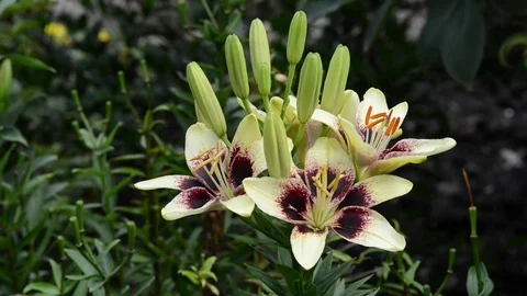 KEN 3116 動画素材 76777853