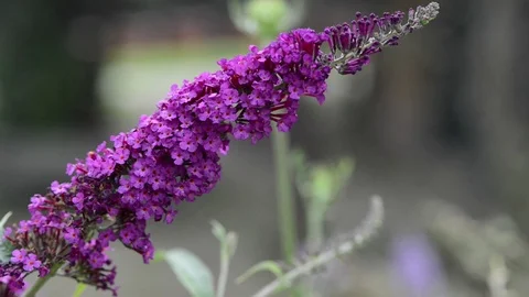 KEN 3129 動画素材 76778114